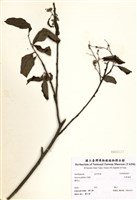 藏品(大葉溲疏)的圖片